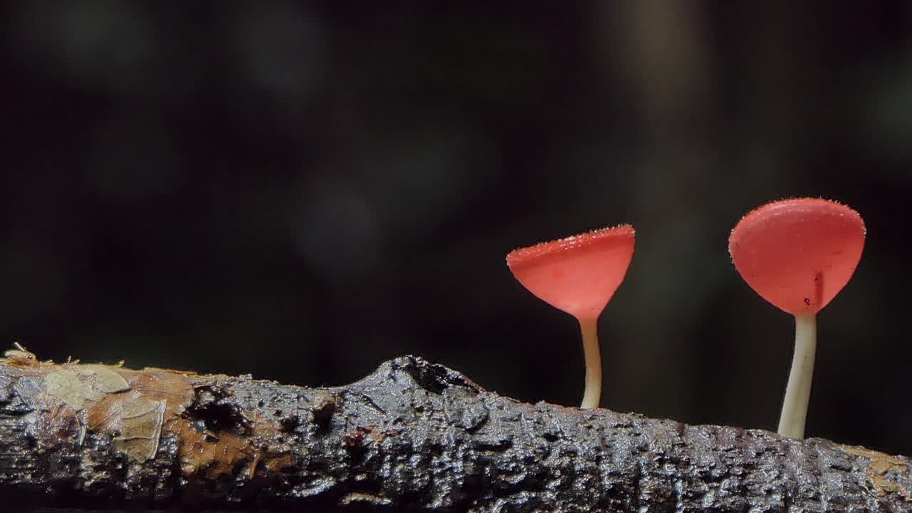 热带雨林木材上的粉红色燃烧杯。视频素材