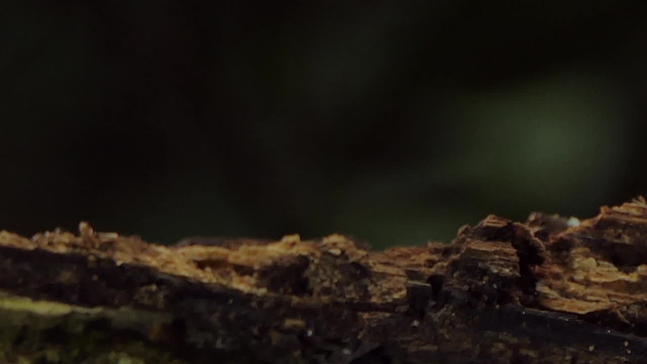 热带雨林中的白色蘑菇。视频素材