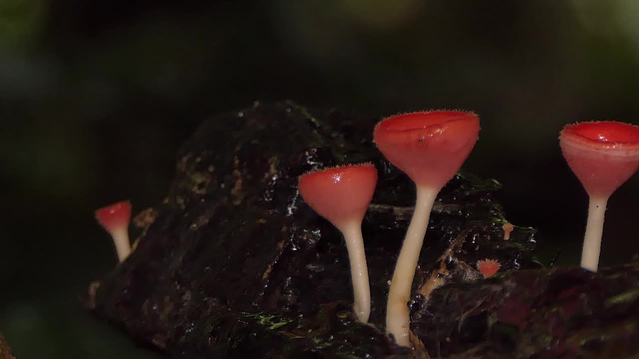 热带雨林木材上的粉红色燃烧杯。视频素材