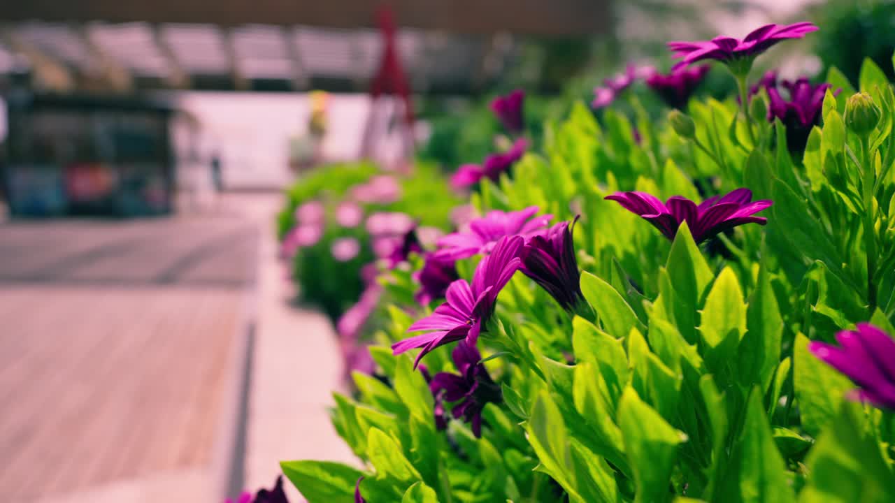 城市花坛里的花在风中摇曳视频素材