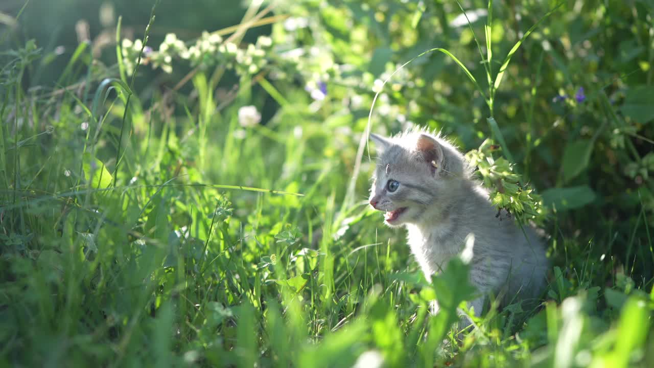 小猫在后院的草地上视频素材