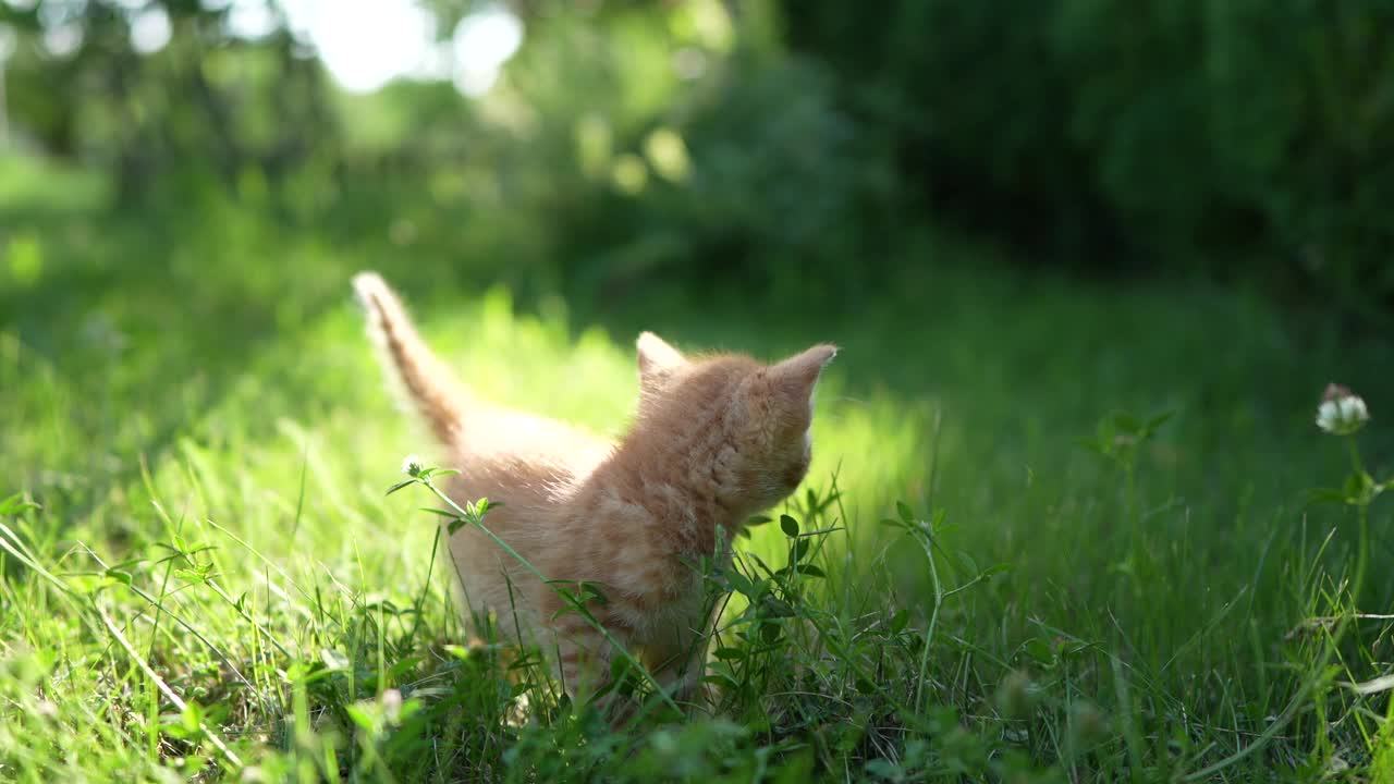 小猫在后院的草地上视频素材