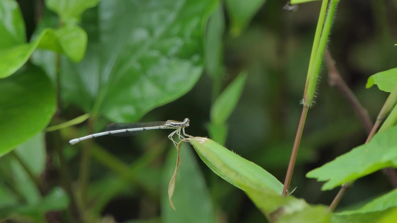 栖息在热带雨林树枝上的白色蜻蜓。视频素材