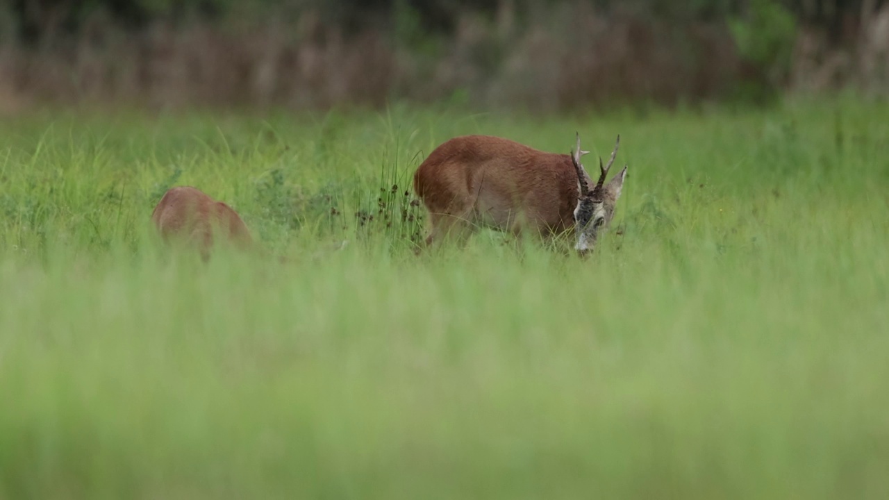 鹿(学名:Capreolus Capreolus)视频素材