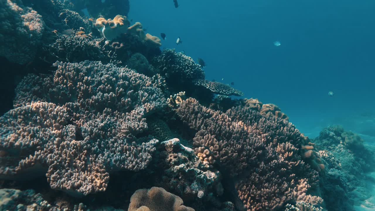 珊瑚和热带鱼在透明的蓝色海洋水下视频素材