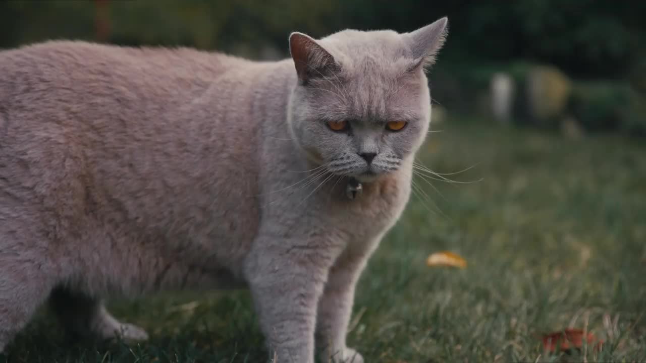 后院花园里的苏格兰猫。灰苏格兰猫户外视频素材