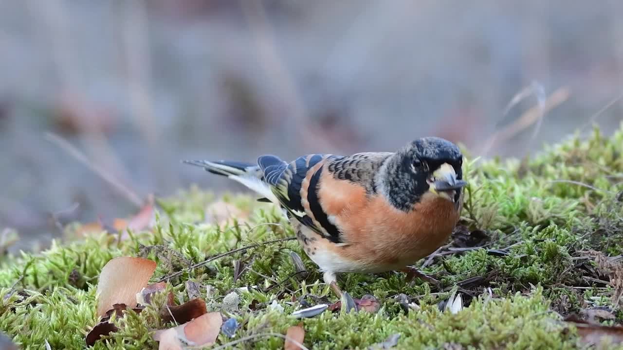 Brambling, Fringilla montifringilla。在野外视频素材