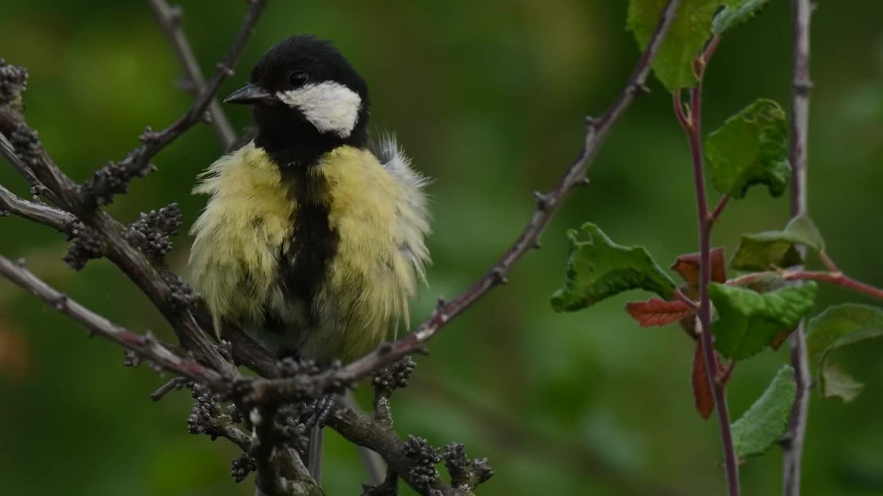 野生大山雀。Songbird视频素材