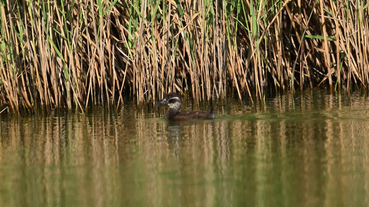 白头鸭(Oxyura leucocephala)在湿地野生动物保护区游泳。视频素材