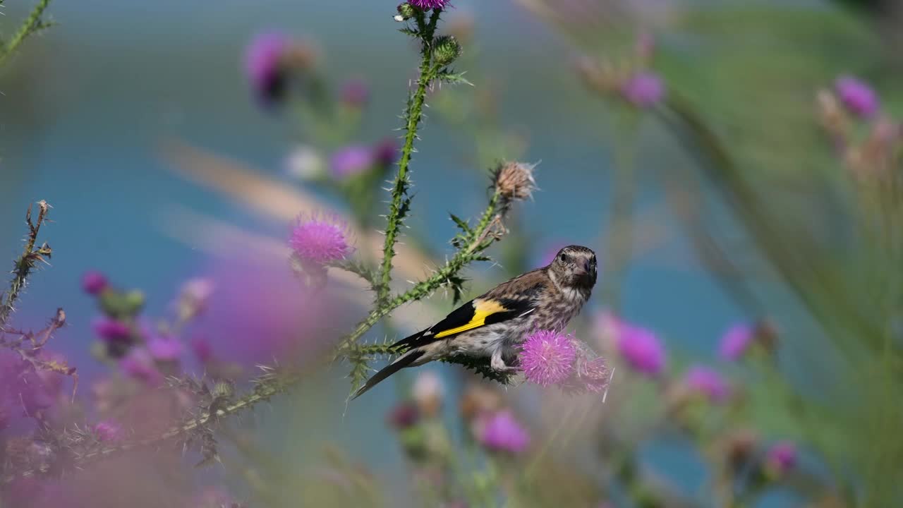 欧洲金翅雀Carduelis Carduelis，一种寻找植物种子的鸟视频素材