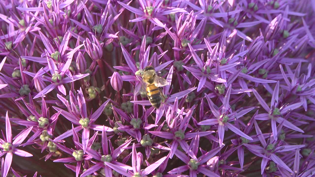 蜜蜂在葱花上采集花蜜。视频下载