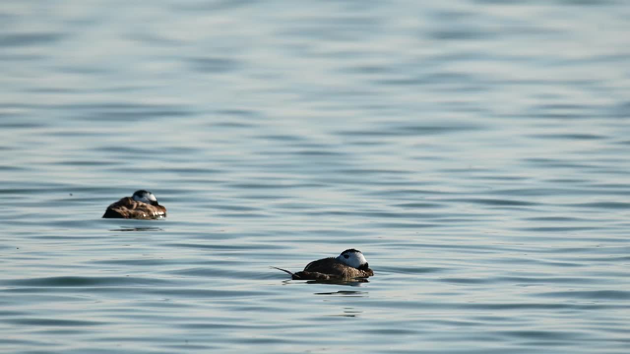 雄性白头鸭(Oxyura leucocephala)在湿地保护区游泳。视频素材