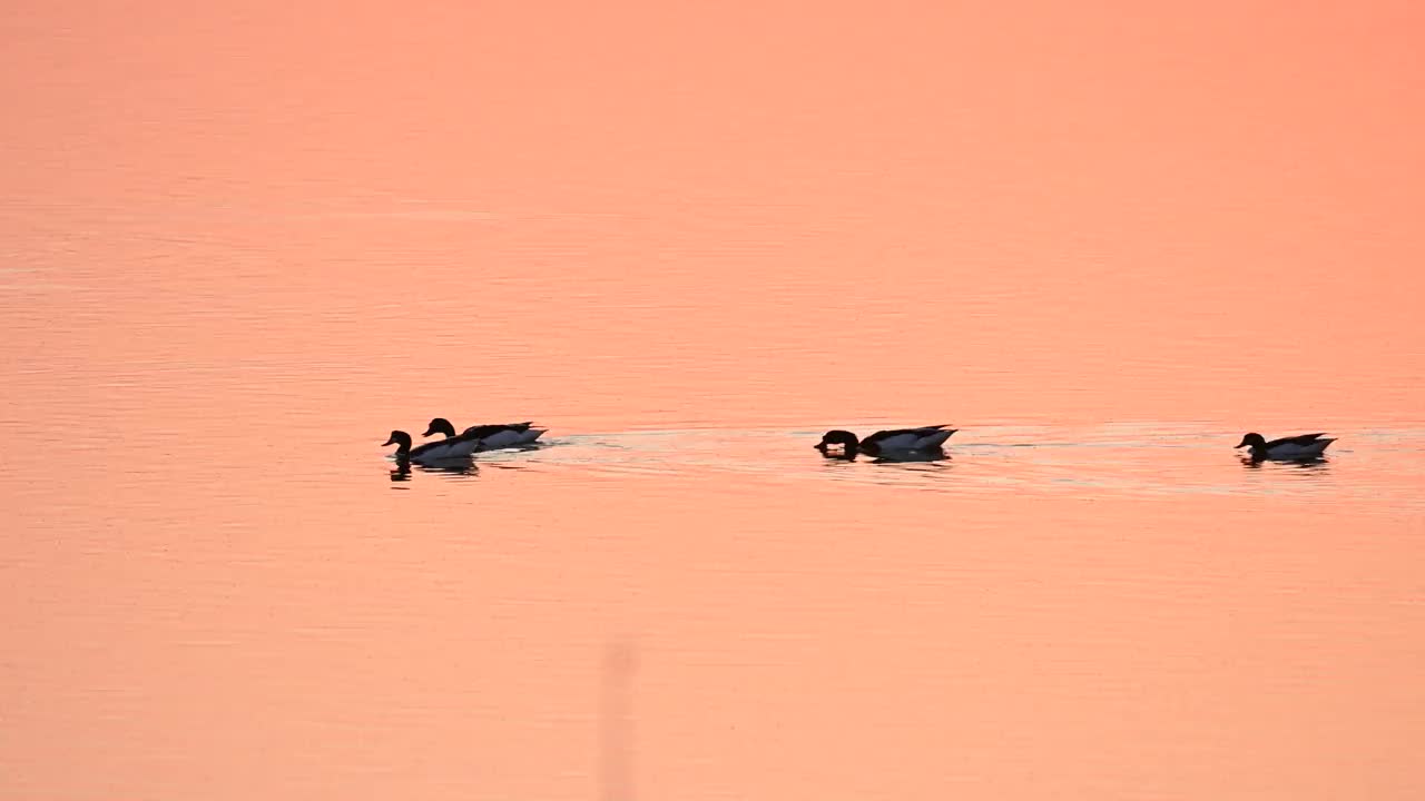 日落映衬下鸭子的剪影。橙色夕阳在水中的倒影视频素材