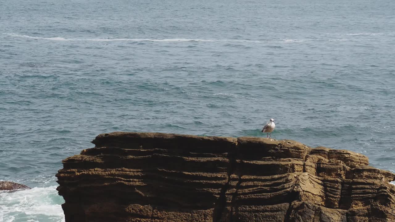 海鸥在大海的一块大石头上休息视频素材