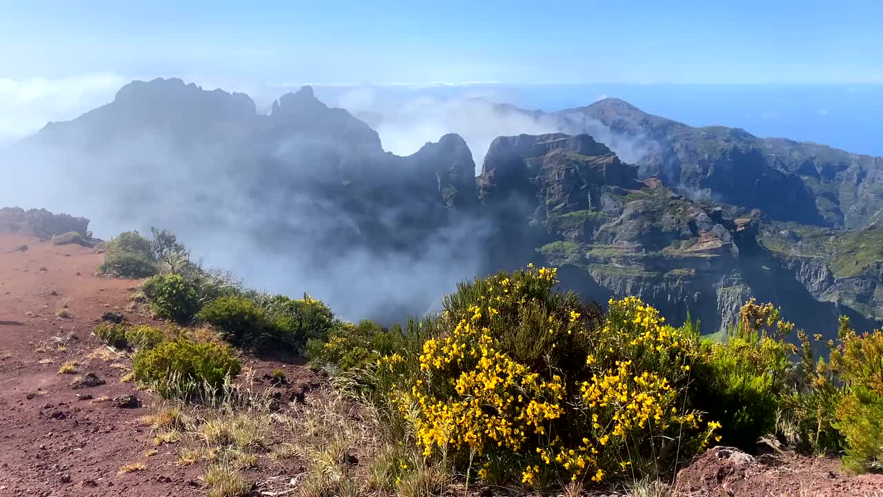 从马德拉群岛的最高峰，Pico Ruivo，在云与前景的花朵，葡萄牙的壮丽景色视频下载