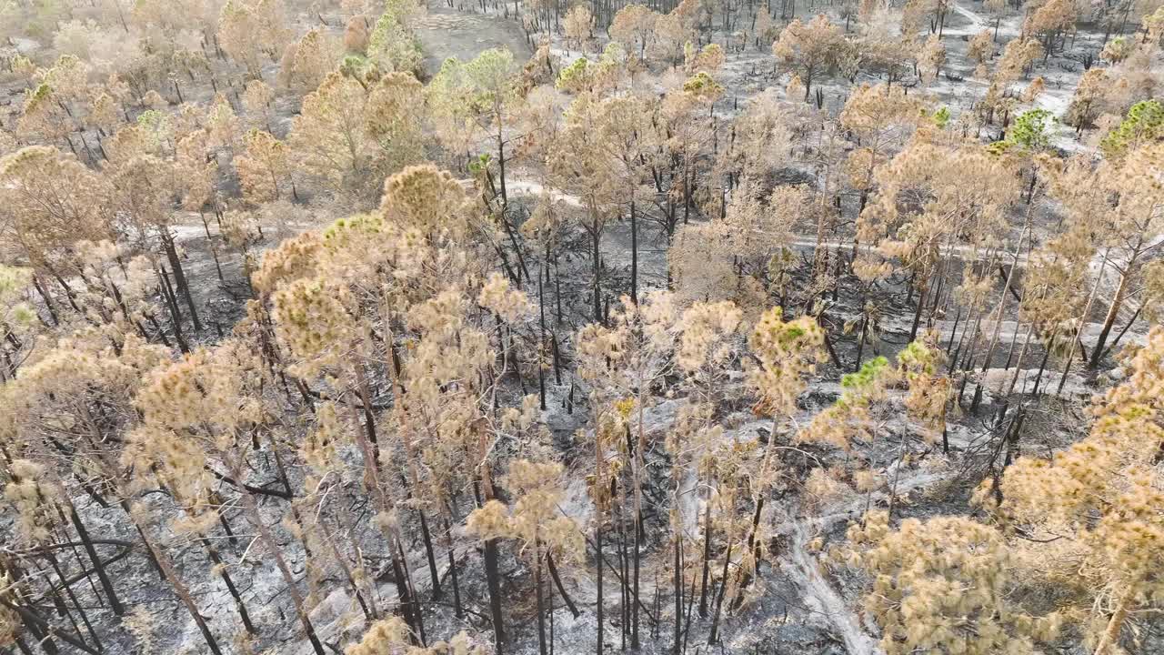 森林大火摧毁了佛罗里达的丛林森林，黑色的死植被被烧毁。地面覆盖着一层灰。自然灾害概念视频素材