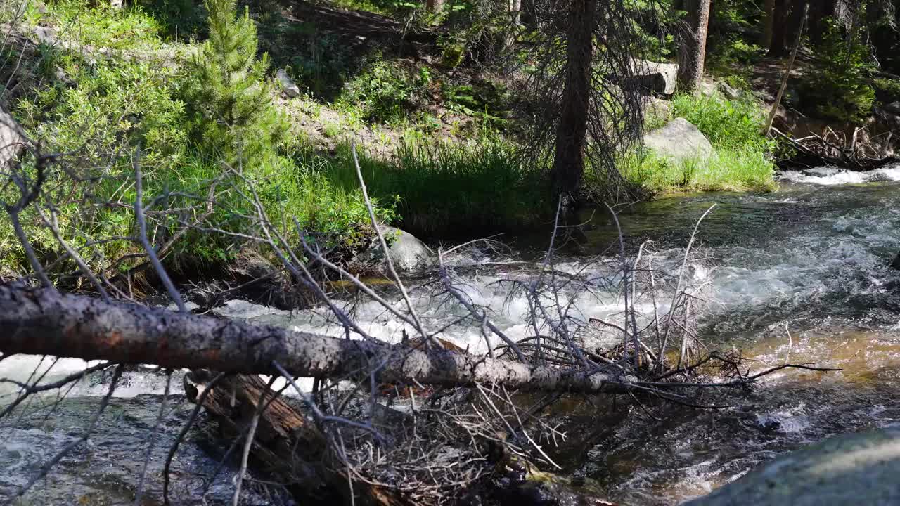 山涧里有倒下的树在4K的水中视频下载