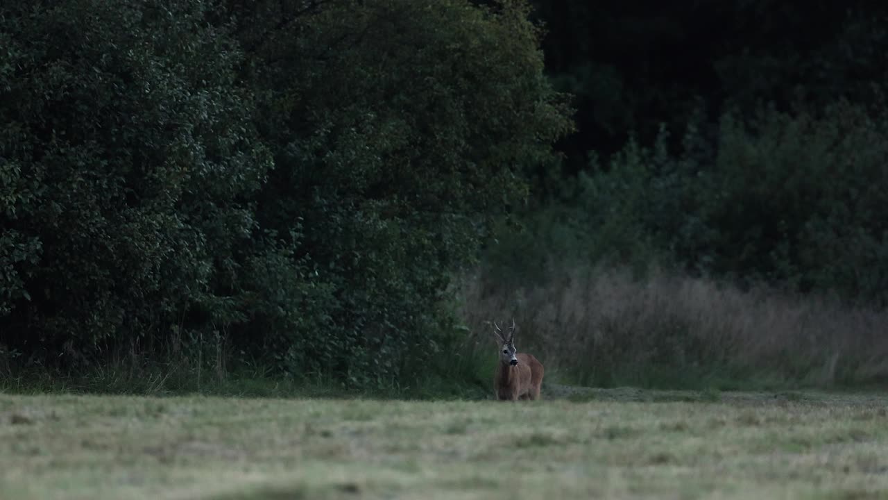 鹿(学名:Capreolus Capreolus)视频下载