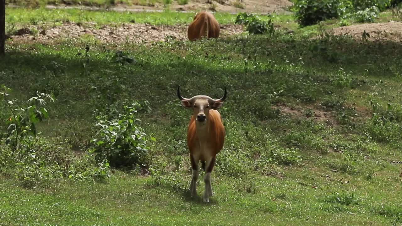 Banteng (Bos javanicus)生活在稀疏的森林中，以草、竹子、水果、树叶和嫩枝为食视频素材