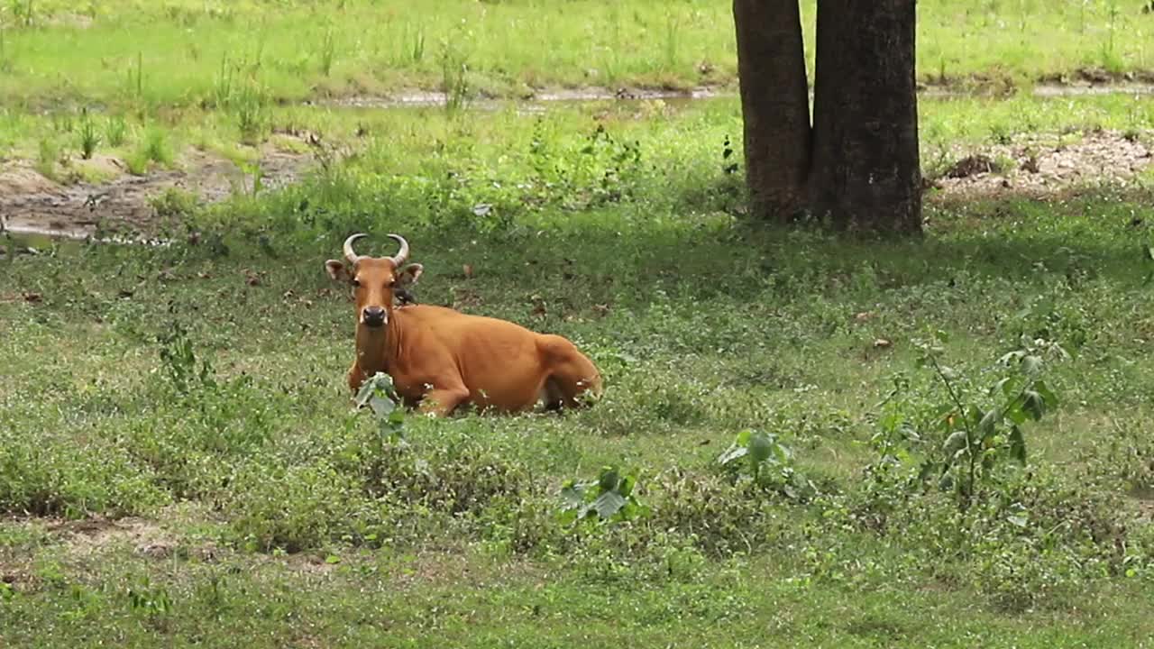 Banteng (Bos javanicus)生活在稀疏的森林中，以草、竹子、水果、树叶和嫩枝为食视频素材