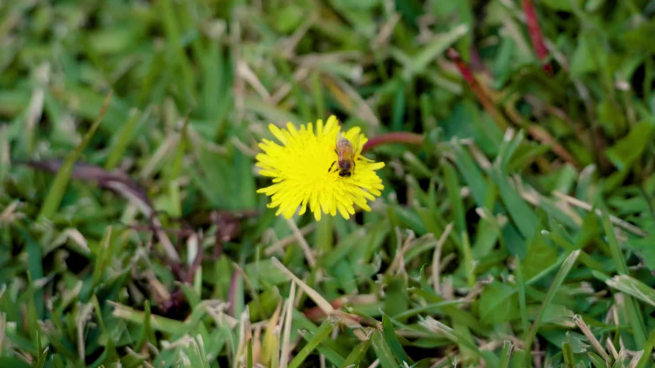 拿着花粉筐的蜜蜂正在收集蒲公英上的花粉视频素材