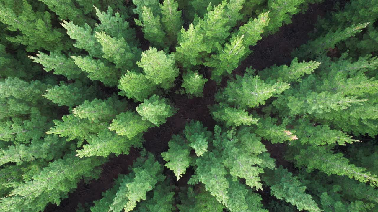 从上到下拍摄的松树种植园视频视频素材