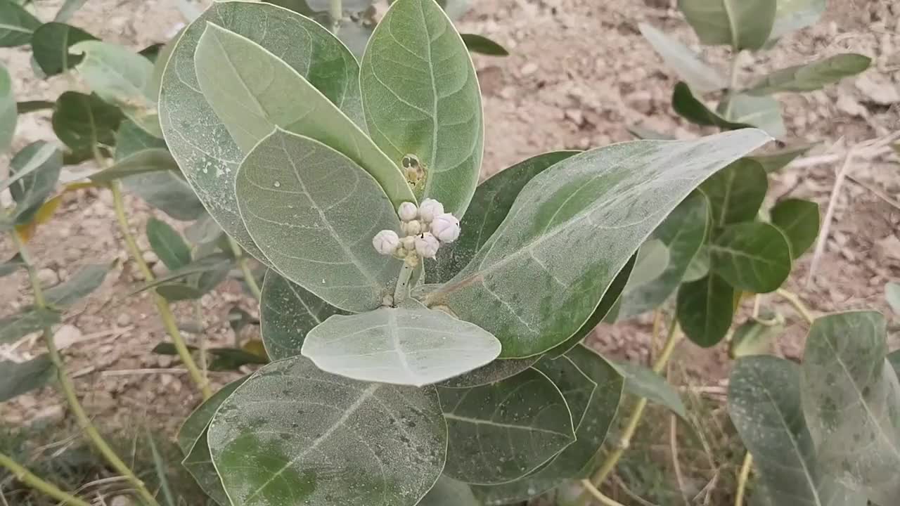 马达尔植物花的特写镜头(Aak,Aakado)。背景模糊，选择性对焦的主题视频素材