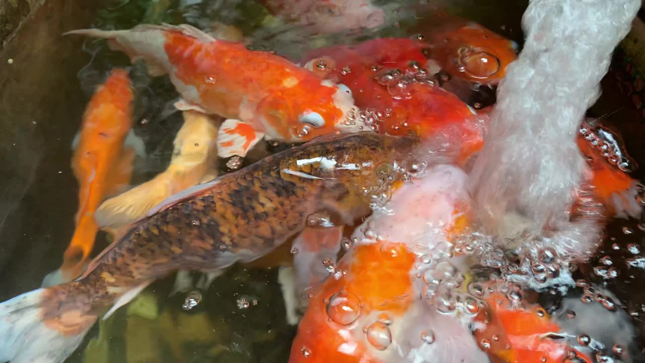 池塘里美丽的锦鲤在氧气管通气的水面上游弋视频下载