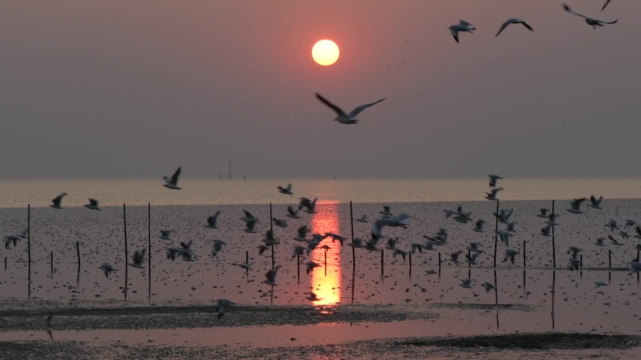 一群海鸥在傍晚的夕阳中飞翔。视频下载