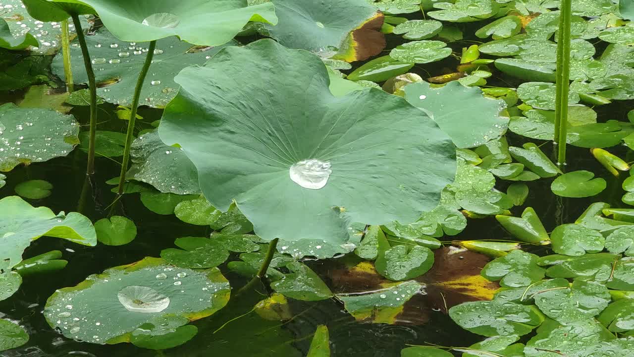 雨天雨点聚集在荷叶上，疏水效果，疏水叶片视频下载