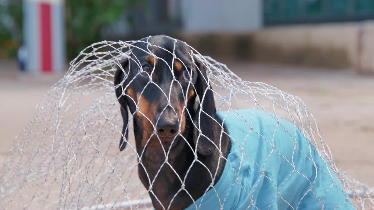 受惊的腊肠犬被抓在落地网里狂吠视频素材