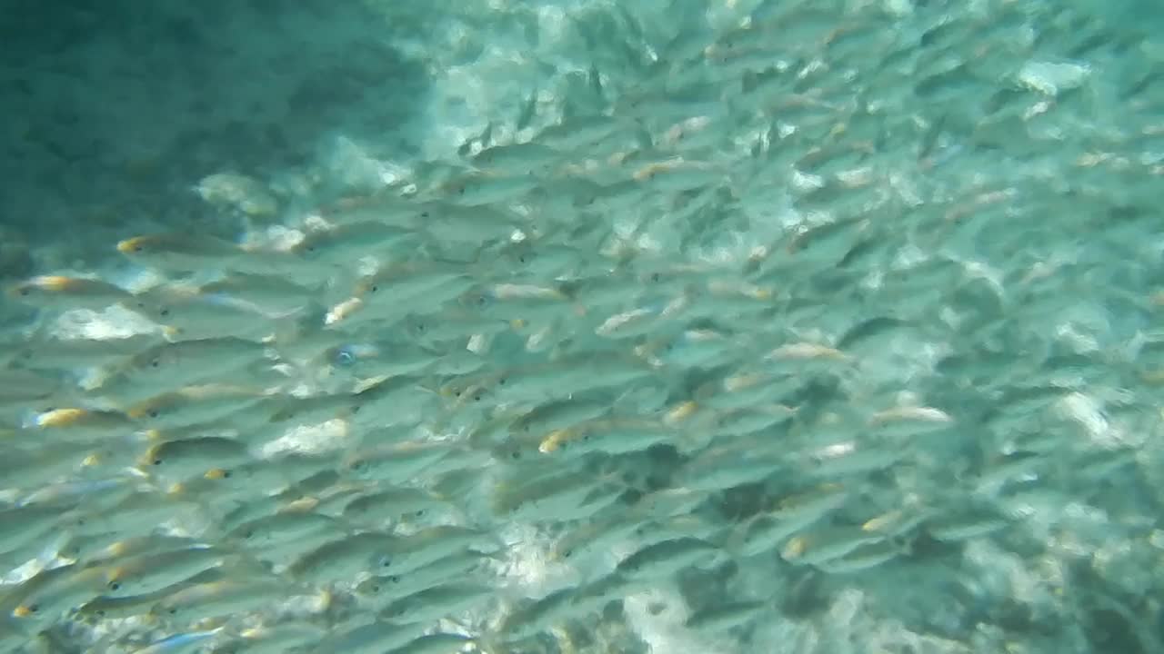 菲律宾浣熊鱼学校风暴视频素材