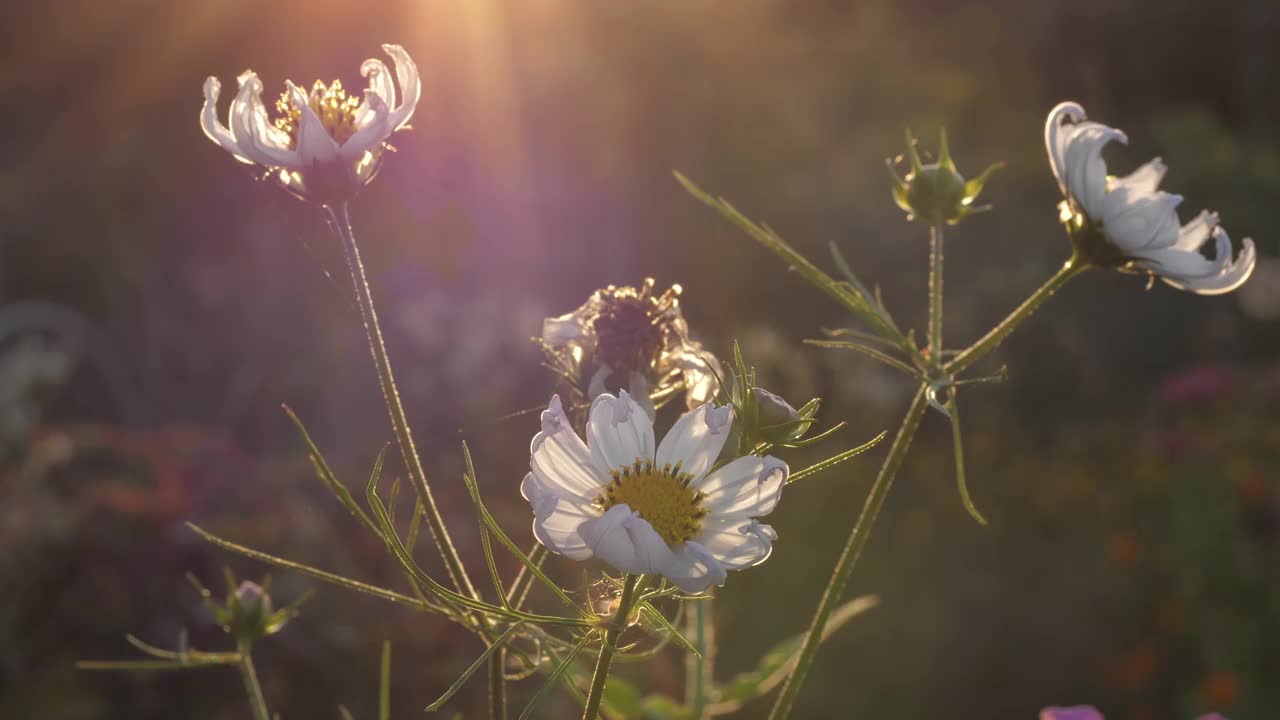 宇宙花粉红色和黄色与美丽的背光视频素材