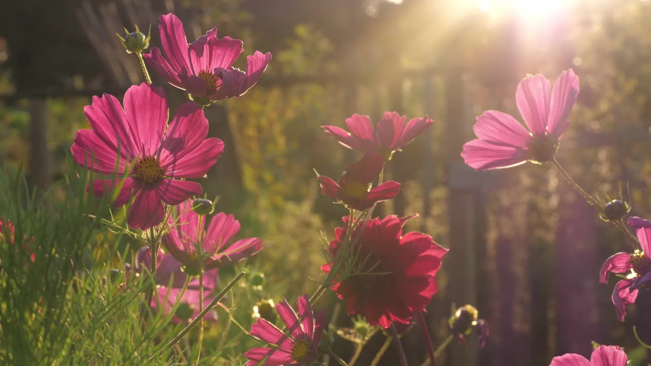 宇宙花粉红色和黄色与美丽的背光视频素材