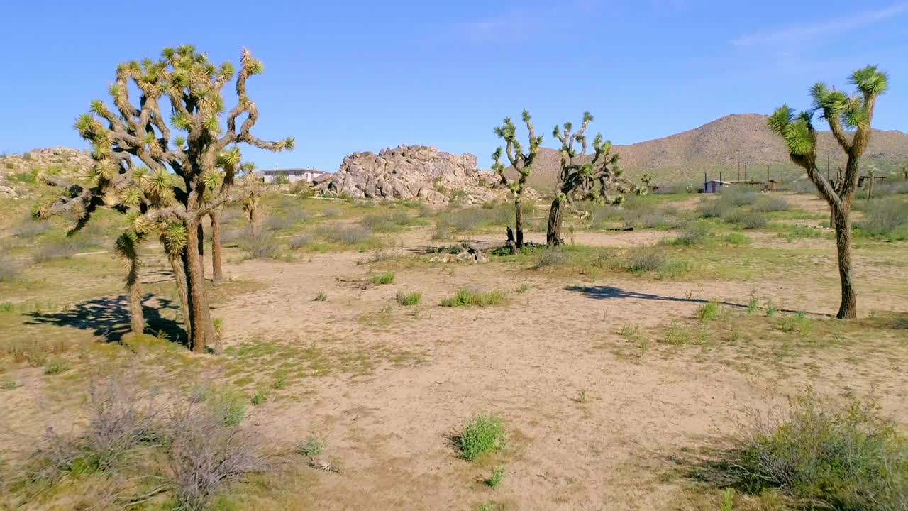 航拍:在阳光明媚的日子里，短叶丝兰和植物在靠近天空的山上的无人机向前拍摄-约书亚树，加利福尼亚州视频素材