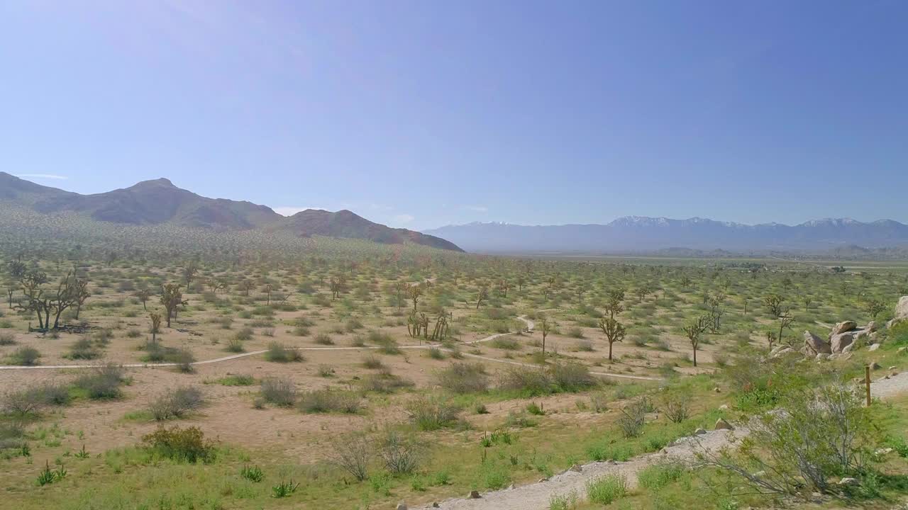 航拍:无人机拍摄的道路在绿色植物和树木附近的山脉对蓝天在阳光明媚的一天-约书亚树，加州视频素材