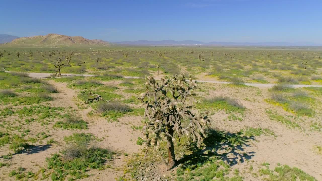 航拍:无人机在短叶丝兰在植物附近的道路和山在阳光明媚的日子-约书亚树，加州视频素材