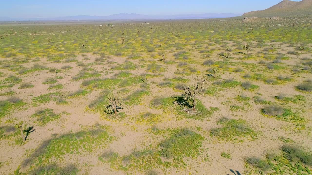 在阳光明媚的日子里，短叶丝兰和植物在晴朗的天空下在山脉附近的空中向前拍摄-约书亚树，加利福尼亚视频素材