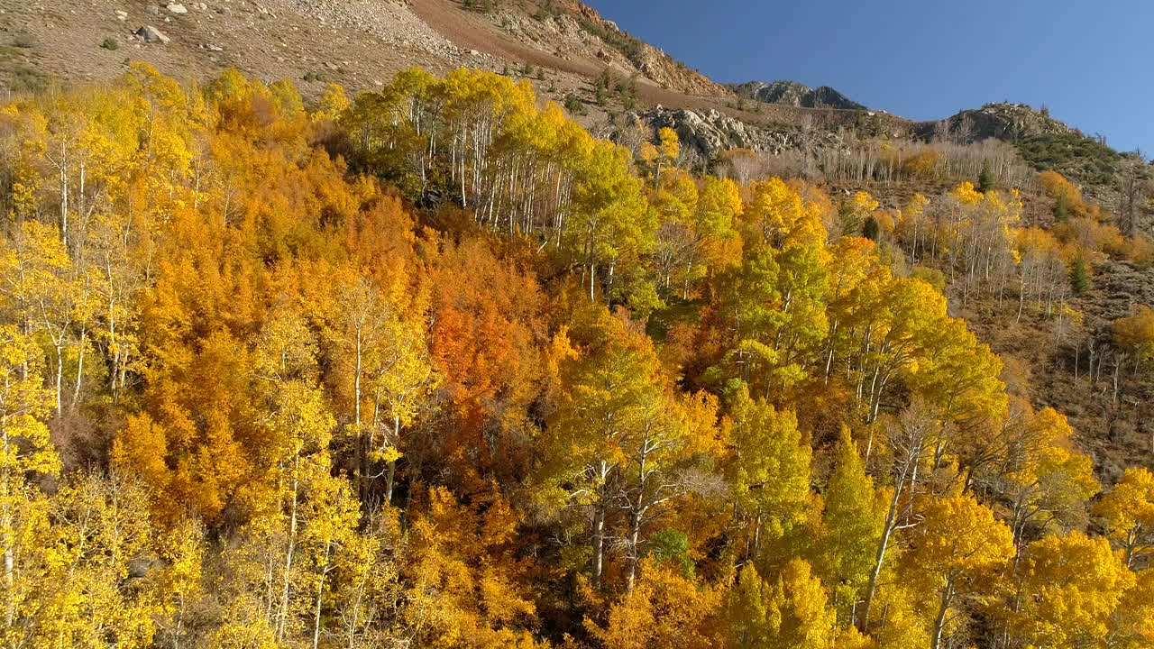 在阳光明媚的日子里，无人机在景观上空飞行，在山上拍摄的黄色树木-猛犸湖，加利福尼亚视频素材