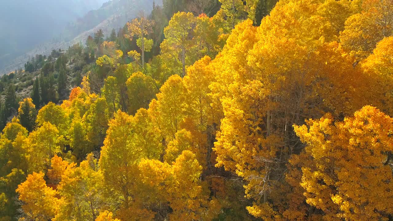 空中倾斜向下拍摄的树木在覆盖着黄色树木的山上，无人机飞越景观-猛犸湖，加利福尼亚视频素材