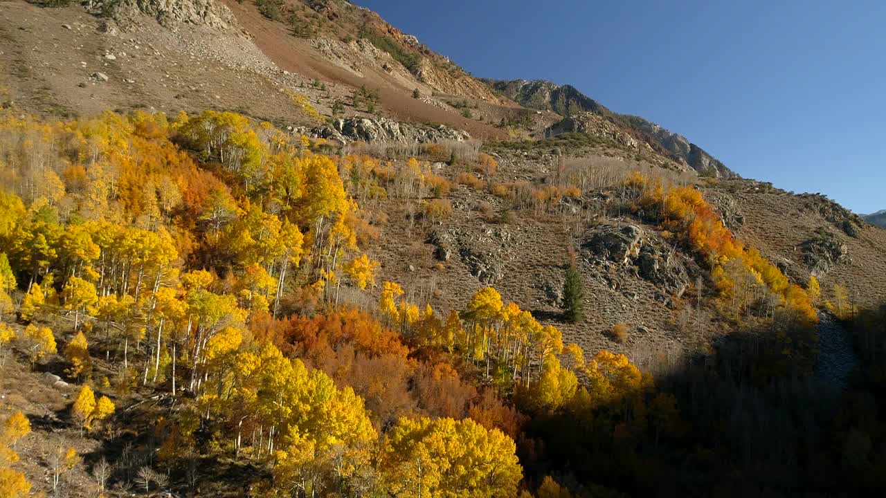 空中向前拍摄的树木在山上，无人机飞越景观在阳光明媚的日子-猛犸湖，加利福尼亚州视频素材