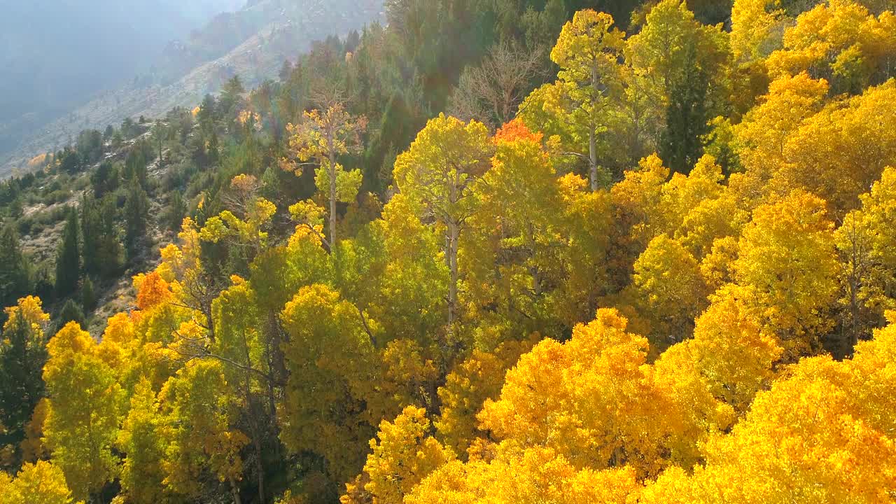 在阳光明媚的日子里，无人机在景观上空飞行，覆盖着黄色树木的山的空中倾斜向下拍摄-猛犸湖，加利福尼亚视频素材