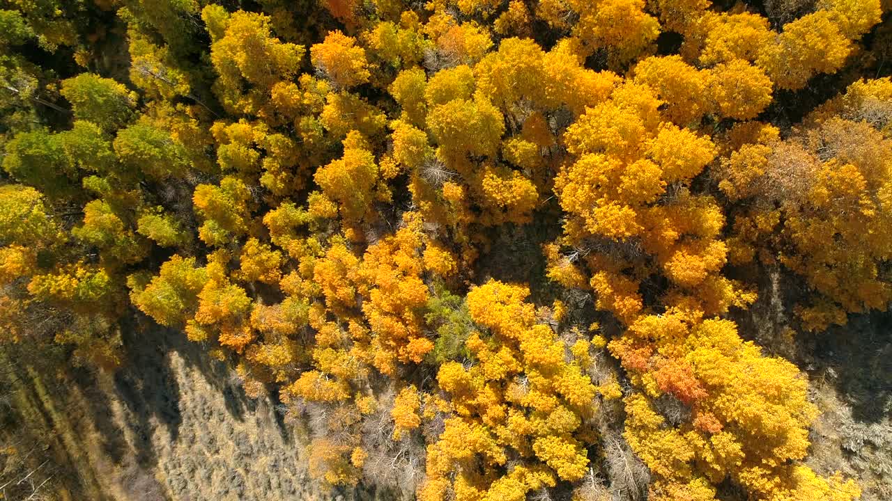 在阳光明媚的日子里，无人机在景观上空飞行，从空中俯瞰山上的黄色树木-猛犸湖，加利福尼亚视频素材