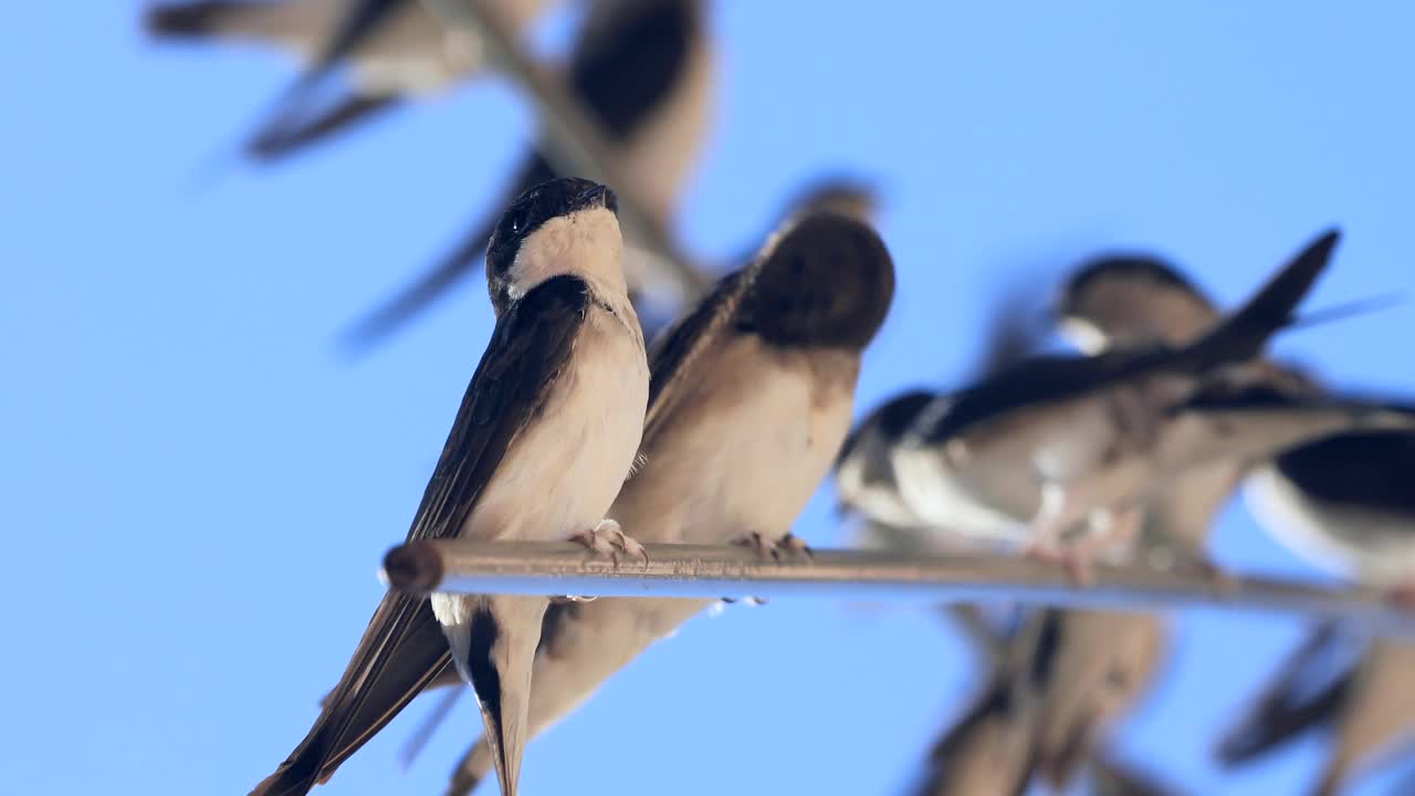 谷仓燕子(Hirundo rustica)靠近。躺在破衣架上视频素材