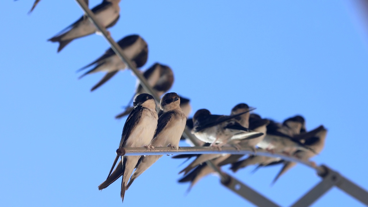 谷仓燕子(Hirundo rustica)靠近。躺在破衣架上视频素材