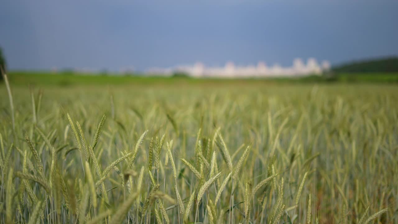 黑麦视频素材