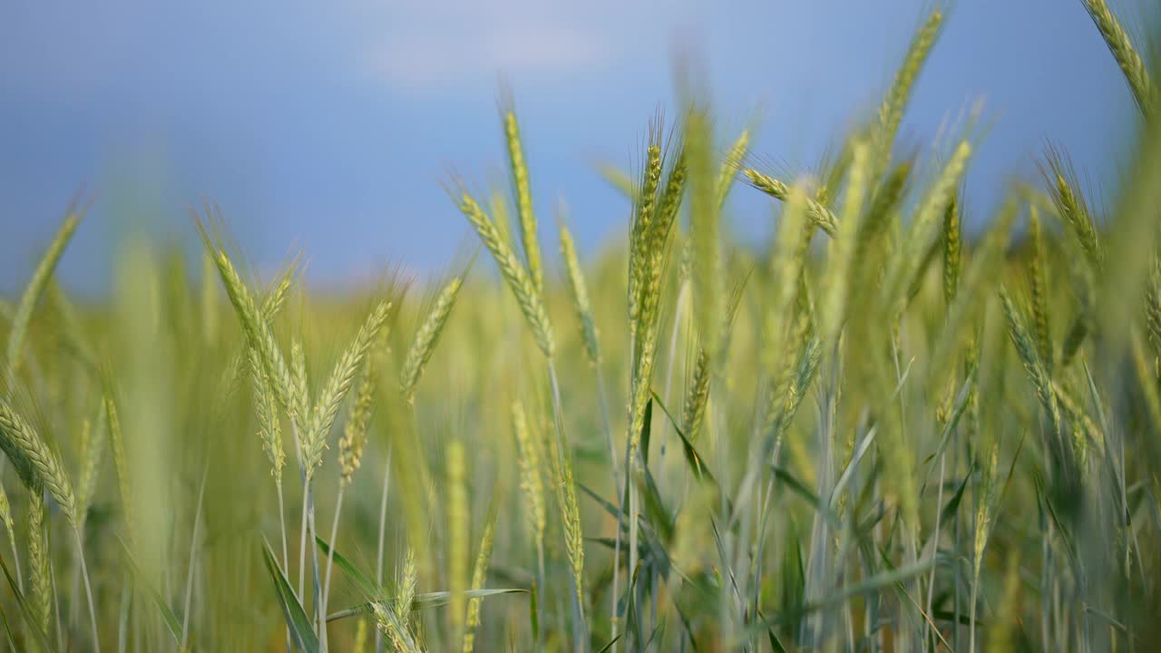 黑麦视频素材