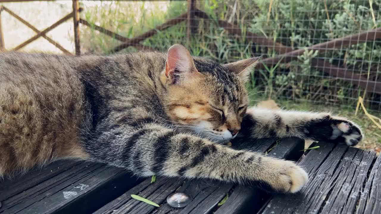 靠近头猫睡在花园的桌子上视频素材