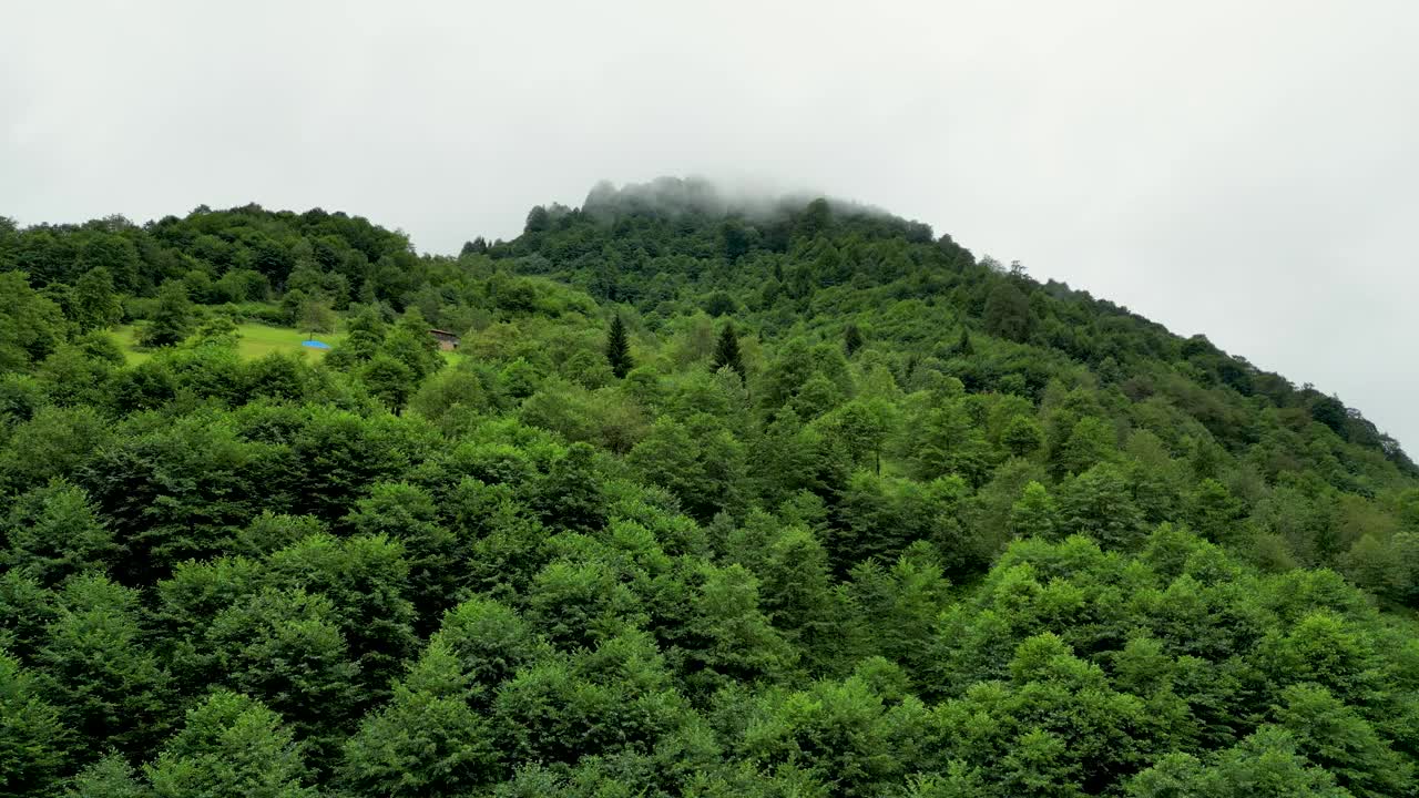 雾中的森林鸟瞰图。山区的阴雨天气。雾气吹过森林。Giresun、土耳其视频素材