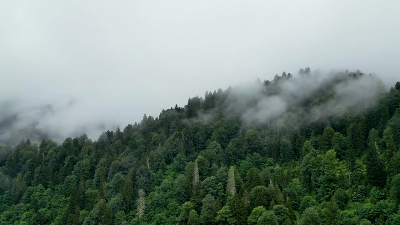 雾中的森林鸟瞰图。山区的阴雨天气。雾气吹过森林。祝你好运视频素材